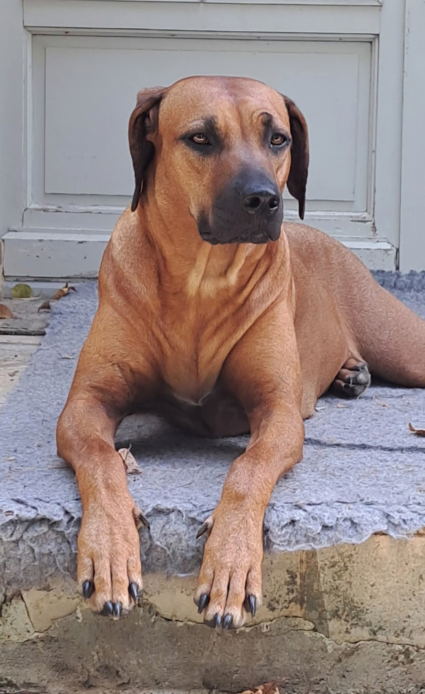 Greta Kutamba Goeleta de la muela de cortes